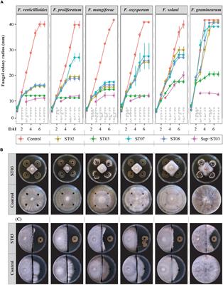 Streptomyces Strains Promote Plant Growth and Induce Resistance Against Fusarium verticillioides via Transient Regulation of Auxin Signaling and Archetypal Defense Pathways in Maize Plants